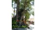 Phi Phi Banyan Tree