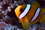 Coral Reef Wildlife At Holiday Inn Resort Phi Phi Islan