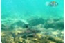 Snorkeling encounter with a Black Tip Reef Shark at Phi Phi Shark Point
