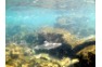 Black Tip Reef Shark in shallow water at Shark Point Phi Phi