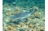 Reef Shark seen on the Phi Phi Shark Watch Snorkel Tour