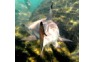 Rear Of Black Tip Reef Shark during the Shark watching tour