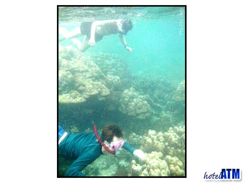 Snorkeling over corals on Phi Phi Island