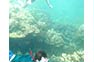 Snorkeling over corals on Phi Phi Island