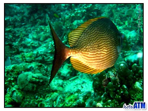 Phi Phi Island coral