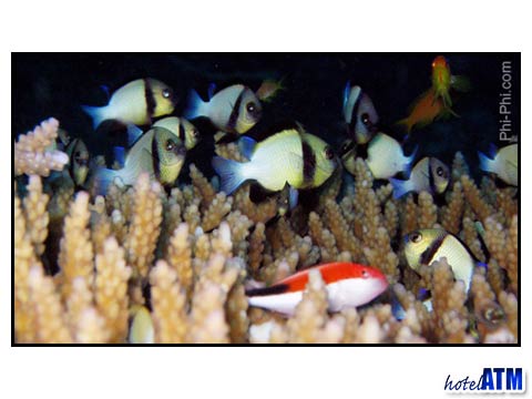 Phi Phi Island fish on coral