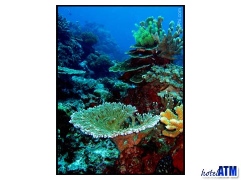 Divers see corals like this on Phi Phi Island Photo