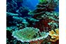 Divers see corals like this on Phi Phi Island Photo