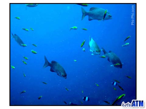 Phi Phi Island Photo of schools of fish