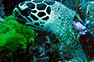 A turtle on Phi Phi Island