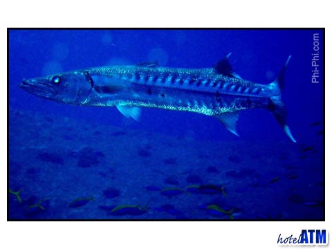 A Barracuda off Phi Phi Island Photo