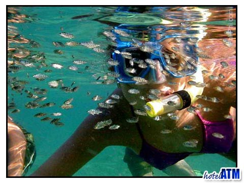 Baitfish in front of snorkeling girl on Phi Phi Island