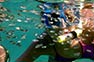 Baitfish in front of snorkeling girl on Phi Phi Island