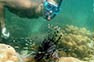 Lion fish and snorkeling guy on Phi Phi Island