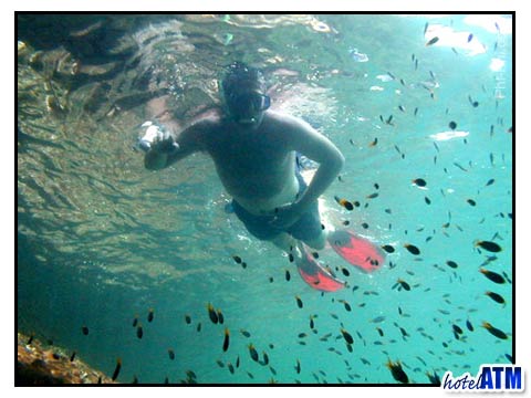 Snorkeling over a shoal of fish on Phi Phi Island