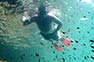 Snorkeling over a shoal of fish on Phi Phi Island