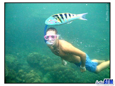 Phi Phi Island snorkeler and Parrot Fish