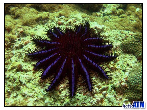 Crown of Thorns starfish near Phi Phi island