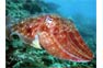 Cuttlefish at Koh Bida near Phi Phi island
