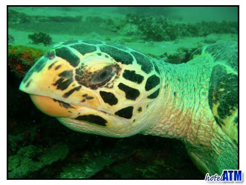Hawksbill Turtle face