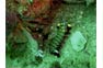 Smashing Mantis Shrimp
