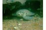 Sea turtle sleeping at the Phi Phi King Cruiser Wreck