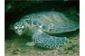 Hawksbill sea turtle near the King Cruiser dive site