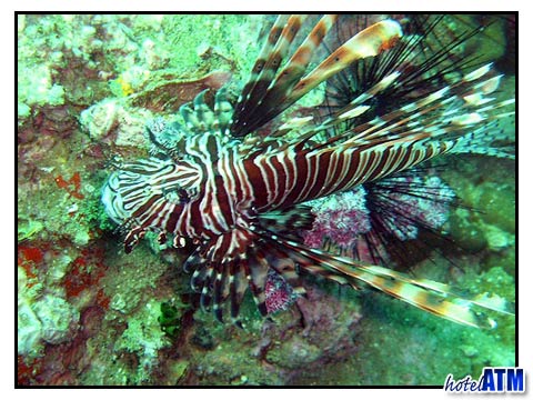 Colorful Lionfish at the Phi Phi King Cruiser wreck site