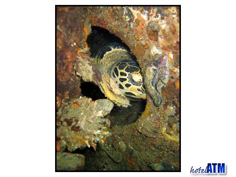 Hawksbill Turtle sleeping in a bullseye of the King Cruiser Wreck