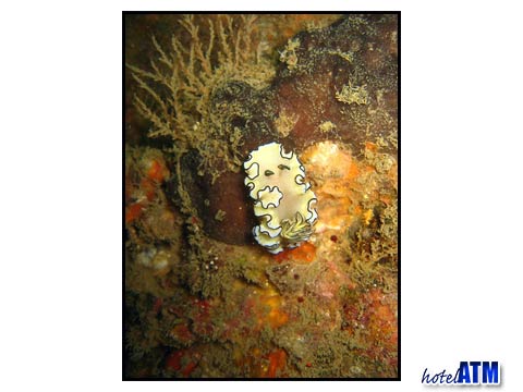 King Cruiser Wreck Diving and white nudibranch