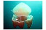 Large jellyfish at the King Cruiser Wreck near Phi Phi Island