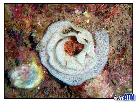Nudibranch Egg Spiral at King Cruiser Wreck