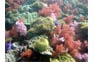 Anemones and Soft Coral at Koh Bida Nai