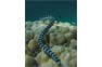 Banded Sea Snake at the Bida Islands dive site