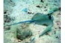 Blue Spotted Stingray at the Phi Phi Bida Nok dive site