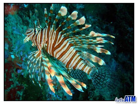 Common Lionfish Koh Bida Nok