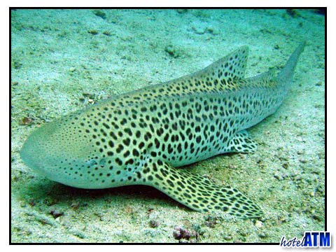 Leopard Shark 1 Finger Reef Koh Bida Nok