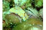 Nudibranch on Koh Bida Nok Phi Phi