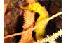 Tigertail Seahorse Koh Bida Nai Phi Phi