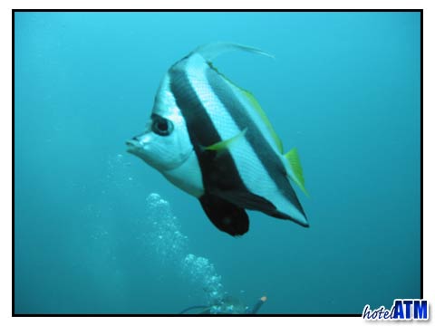 Phi Phi underwater life close encounters
