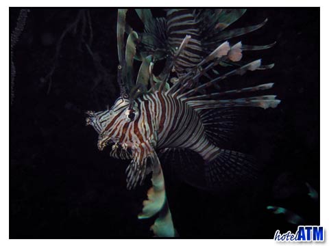 Large Lionfish seen on a Phi Phi dive trip