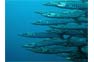 Barracuda shoal on the hunt during a Phi Phi dive trip