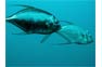 Open ocean fish species visiting the Phi Phi Islands