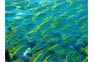 Large shoals of fish seen around Phi Phi