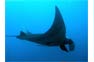 Phi Phi dive encounters with a Giant Manta Ray