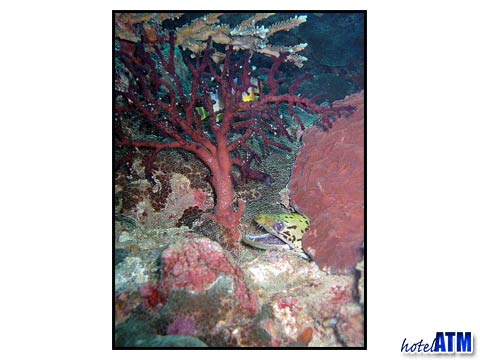 Moray hiding under coral at a Phi Phi Dive Trip
