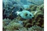 Boxfish at a Phi Phi Dive Trip