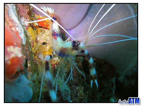 Alert small shrimp on a Phi Phi Dive Trip
