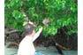 Visitor to Monkey Beach Phi Phi feeding macaque monkey