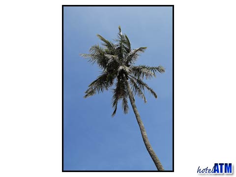 Palm Tree At Pp Erawan